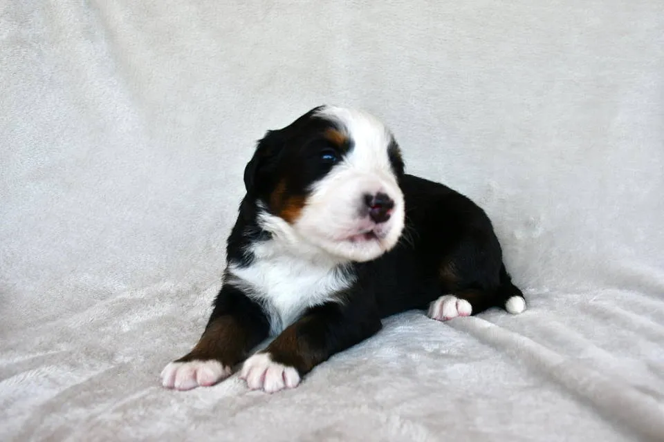 Bernski pastirski pas na prodaju, Čačak (3)