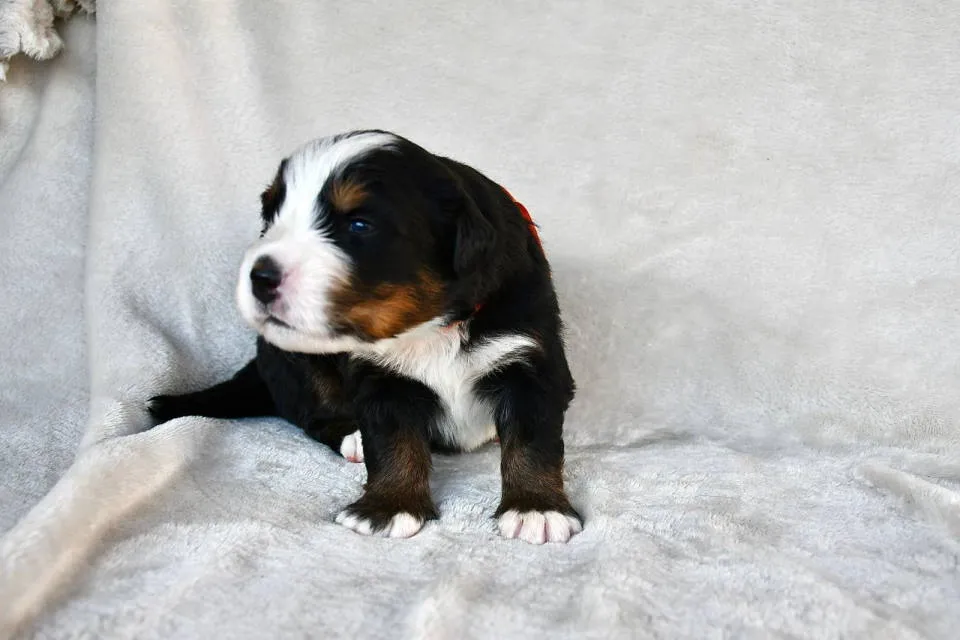 Bernski pastirski pas na prodaju, Čačak (4)