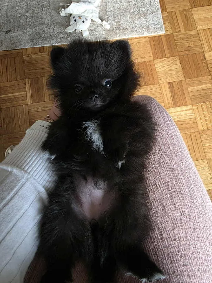 Nemački špic na prodaju, Beograd Zemun (2)