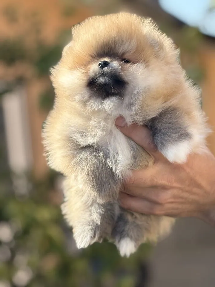 Nemački špic na prodaju, Novi Sad (5)