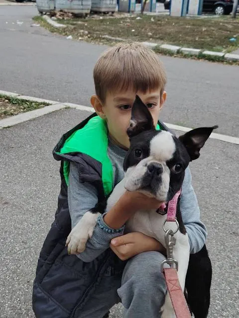 Bostonski terijer na prodaju, Beograd