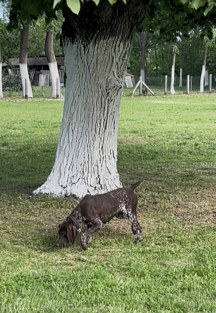 Nemački kratkodlaki ptičar na prodaju, Obrenovac (2)