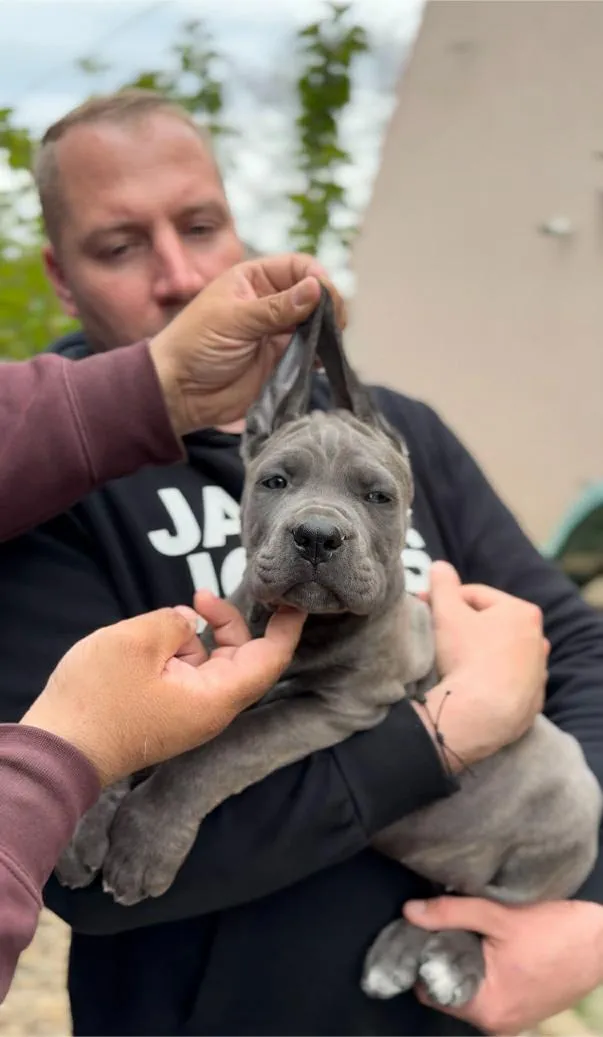 Kane korso na prodaju, Zrenjanin (3)