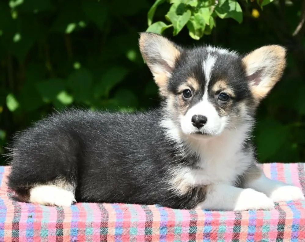 Velški korgi (pembrok) na prodaju, Valjevo (4)