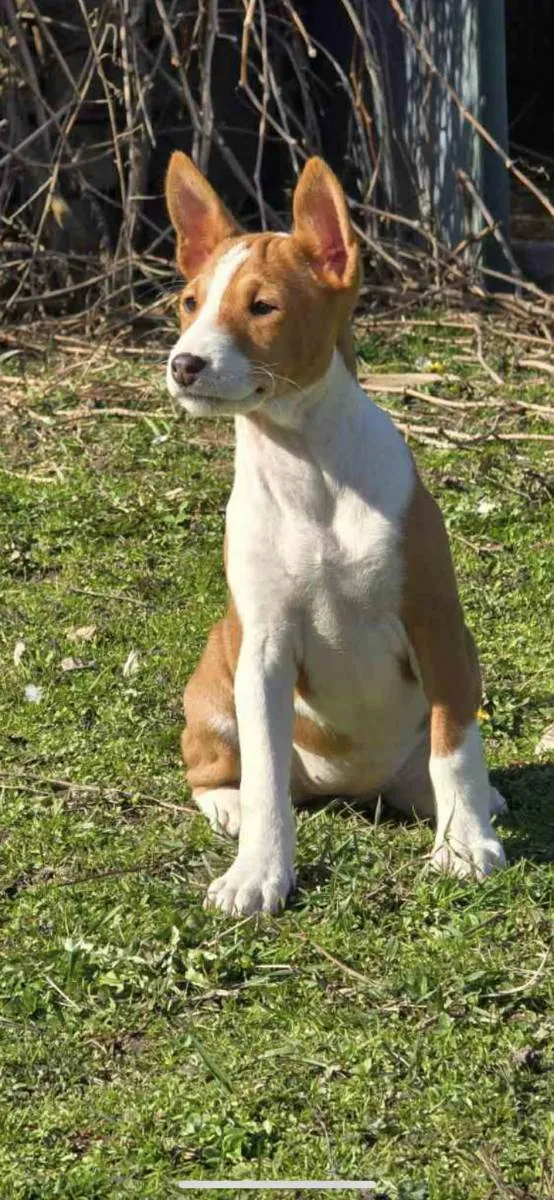 Basenji na prodaju, Vrbas (4)