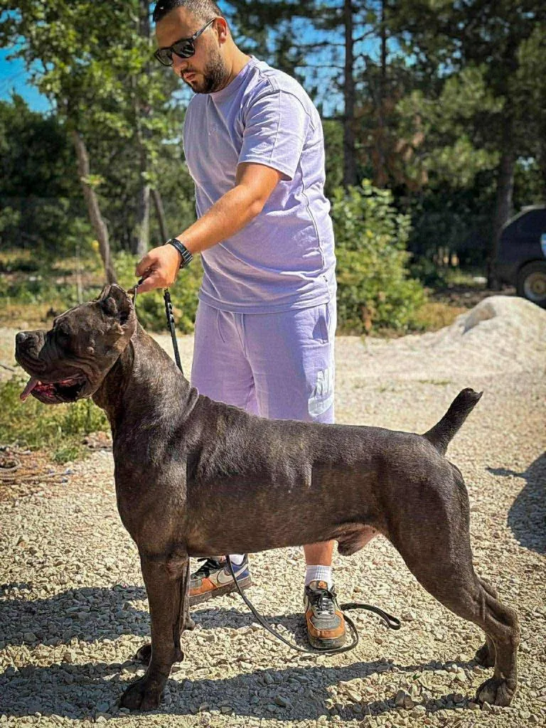 Kane korso na prodaju, Zrenjanin (4)