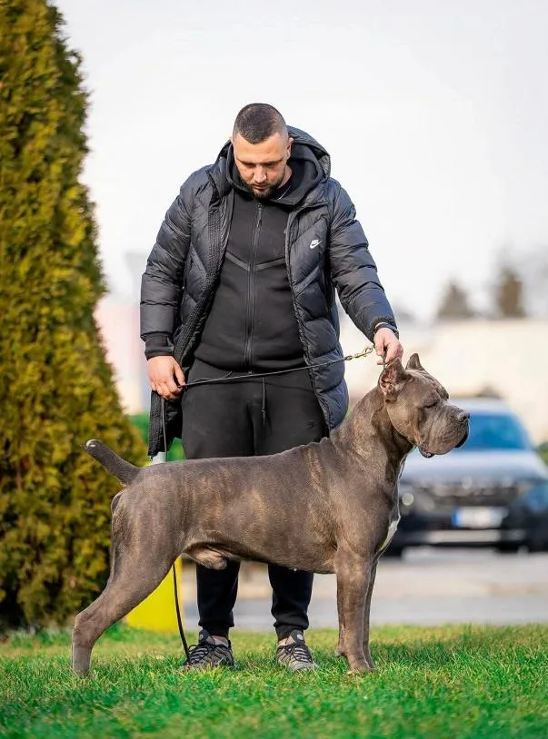 Kane korso na prodaju, Zrenjanin (5)