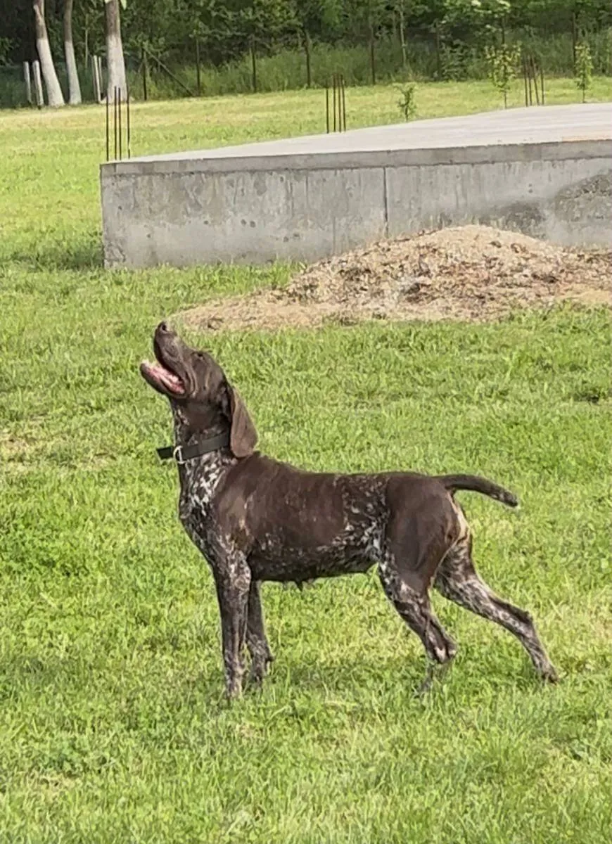 Nemački kratkodlaki ptičar na prodaju, Obrenovac (3)