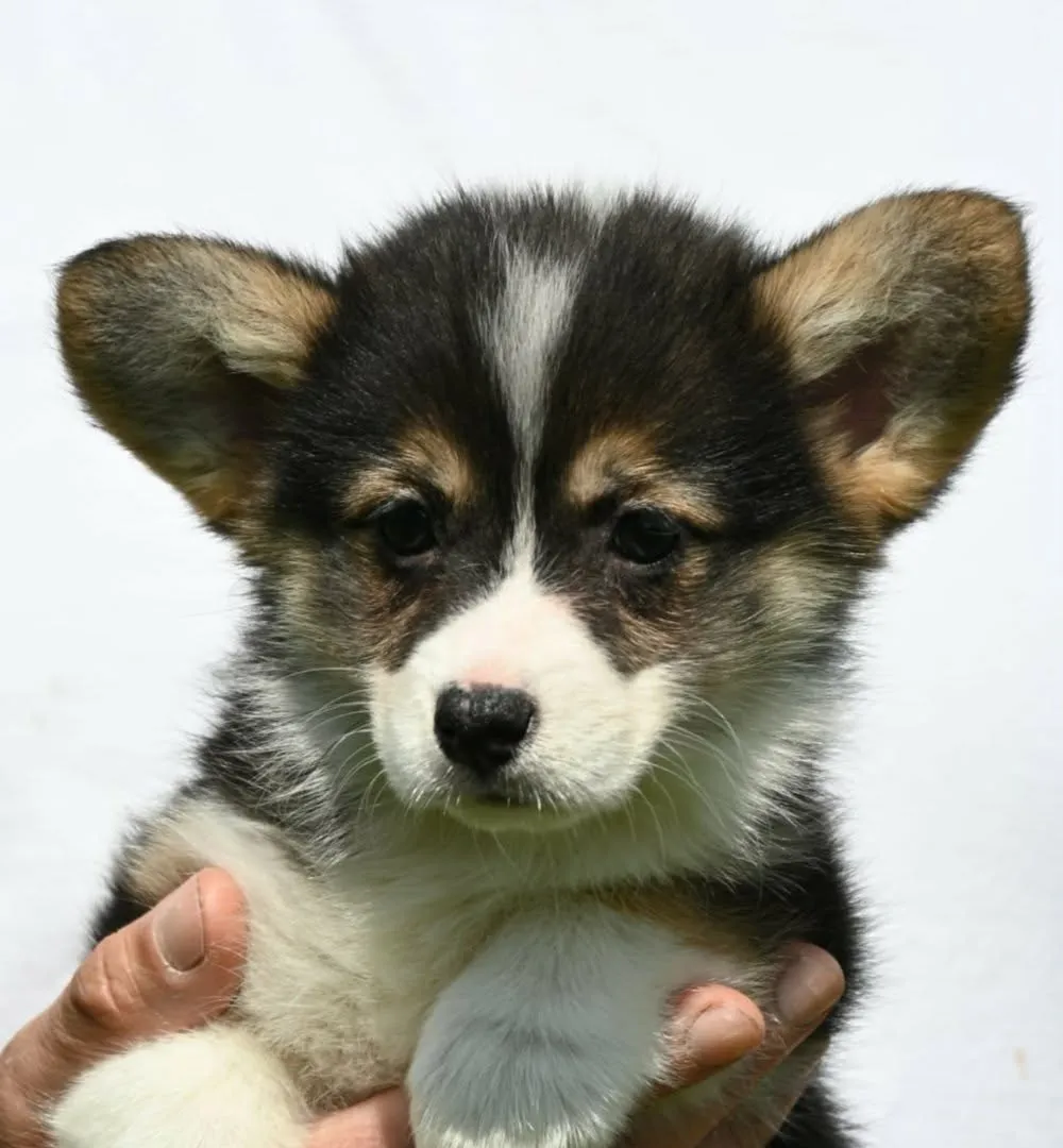 Velški korgi (pembrok) na prodaju, Valjevo (5)