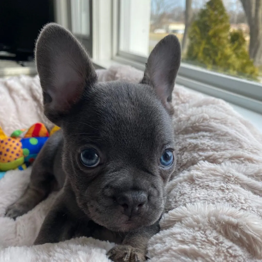 Francuski buldog na prodaju, Aleksandrovac