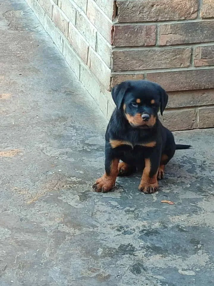 Rotvajler na prodaju, Pančevo