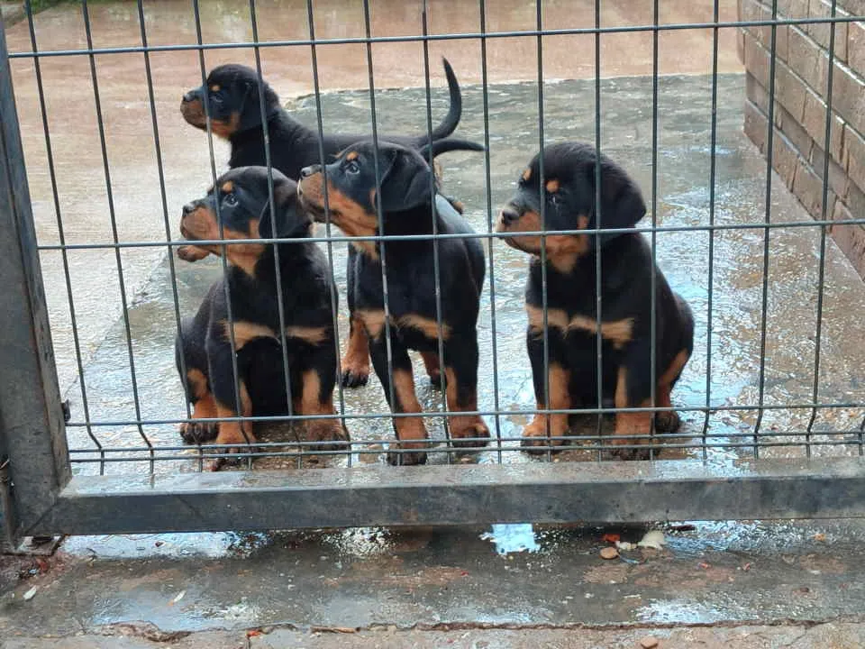 Rotvajler na prodaju, Pančevo (3)