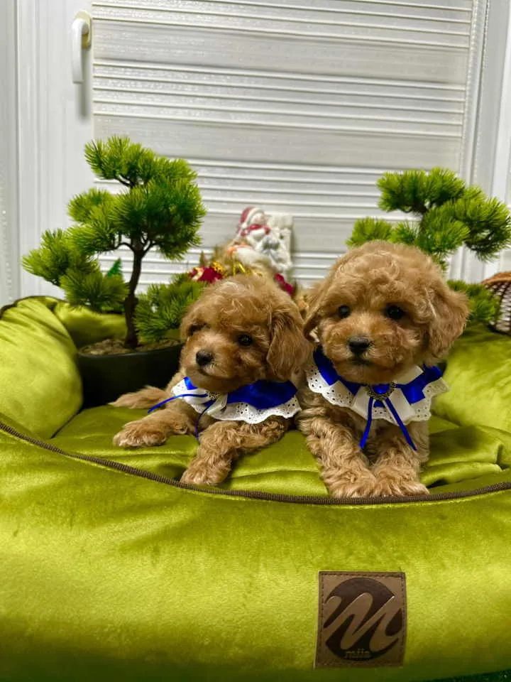 Pudla (patuljasta) na prodaju, Kraljevo