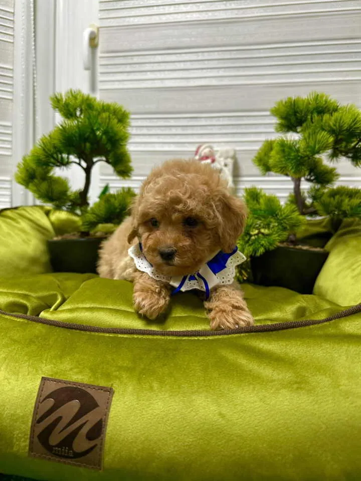 Pudla (patuljasta) na prodaju, Kraljevo (2)