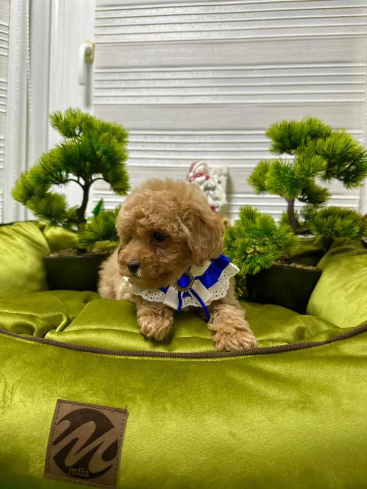 Pudla (patuljasta) na prodaju, Kraljevo (3)