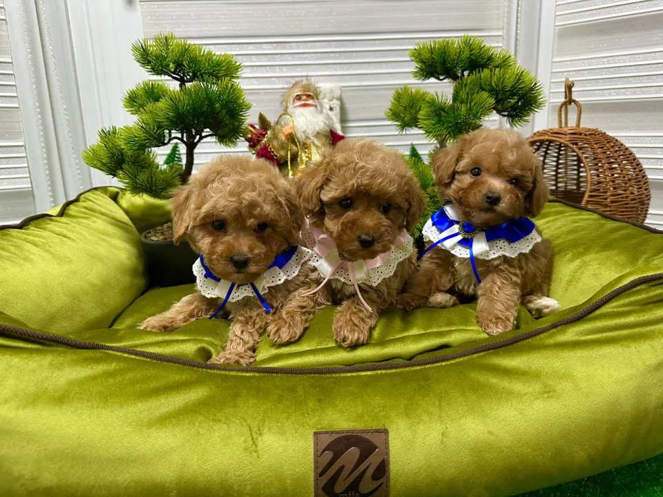 Pudla (patuljasta) na prodaju, Kraljevo (6)