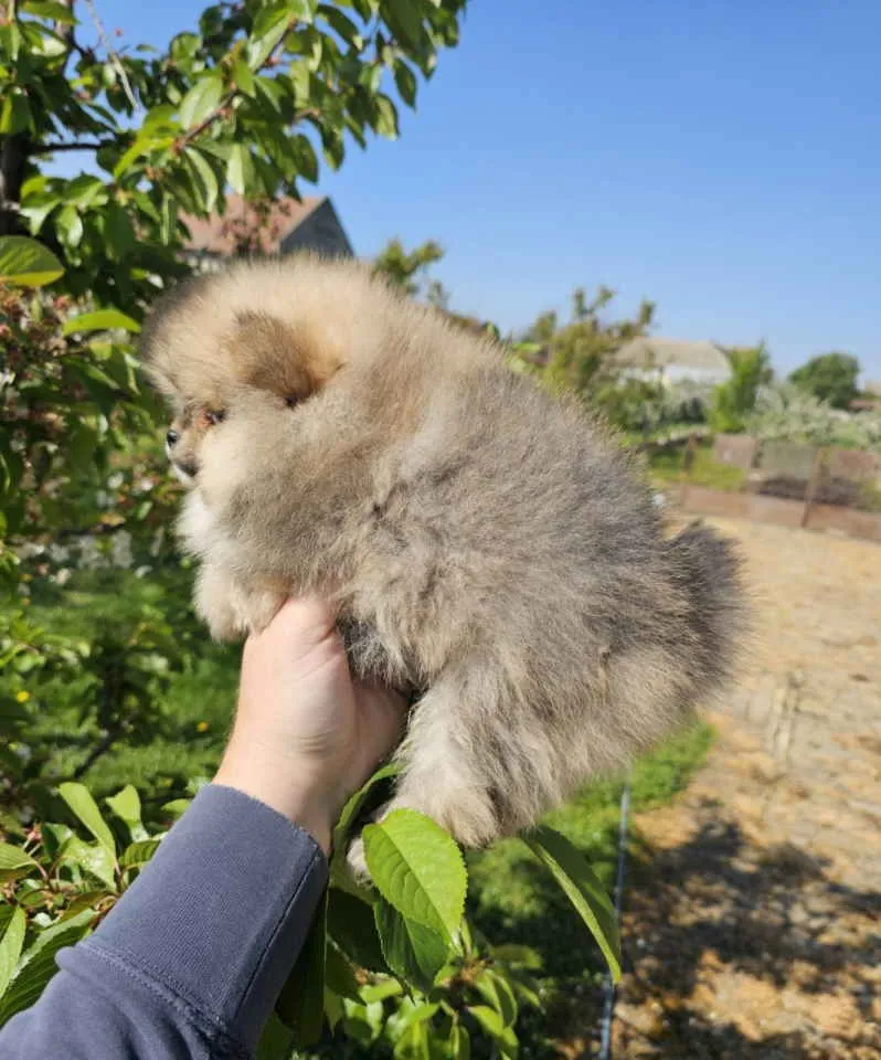 Nemački špic na prodaju, Novi Sad (2)