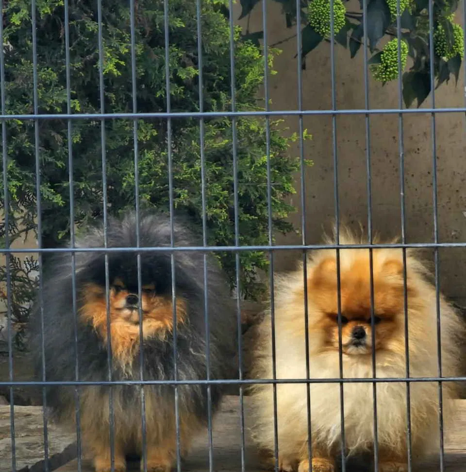 Nemački špic na prodaju, Novi Sad (3)