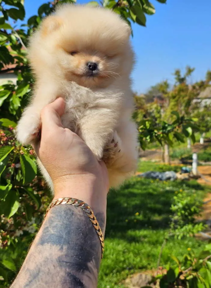 Nemački špic na prodaju, Novi Sad (4)