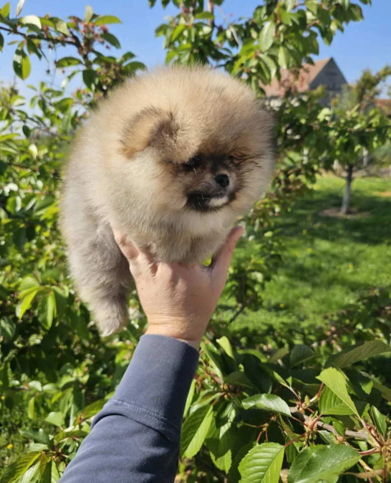 Nemački špic na prodaju, Novi Sad (5)