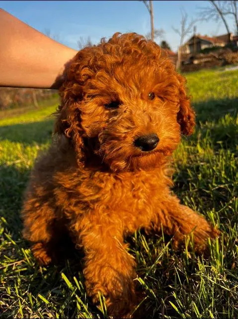 Pudla (patuljasta) na prodaju, Zrenjanin (2)