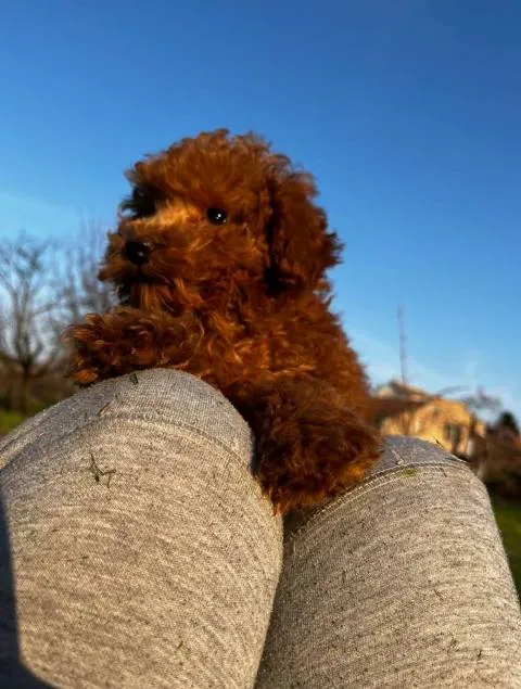 Pudla (patuljasta) na prodaju, Zrenjanin (3)