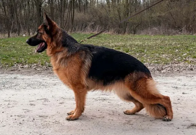 Nemački ovčar na prodaju, Batočina