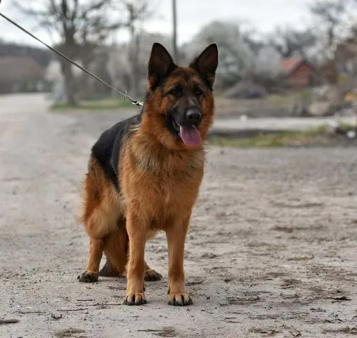 Nemački ovčar na prodaju, Batočina (2)