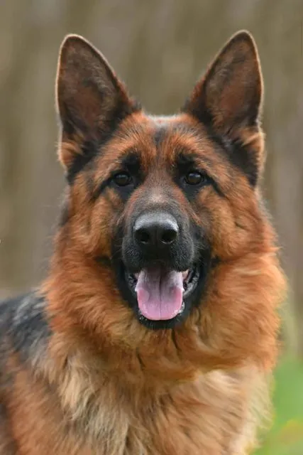 Nemački ovčar na prodaju, Batočina (3)