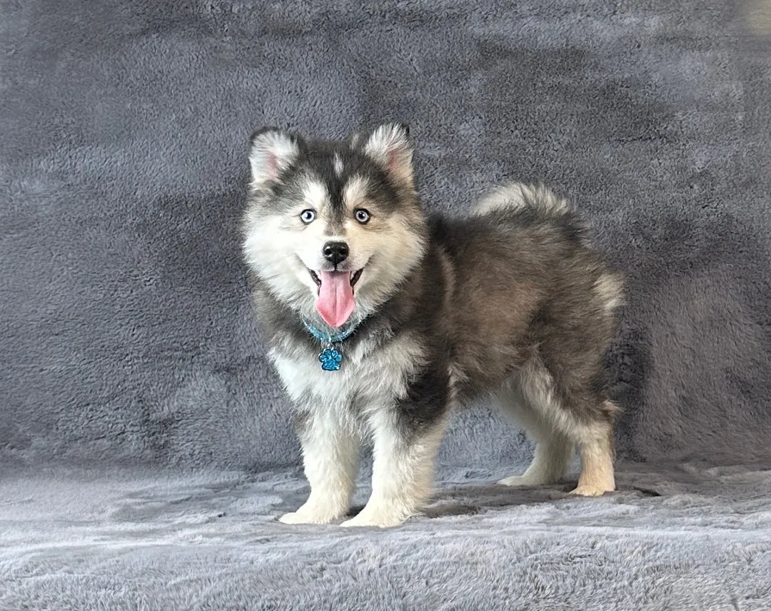 Sibirski haski na prodaju, Kuršumlija (2)