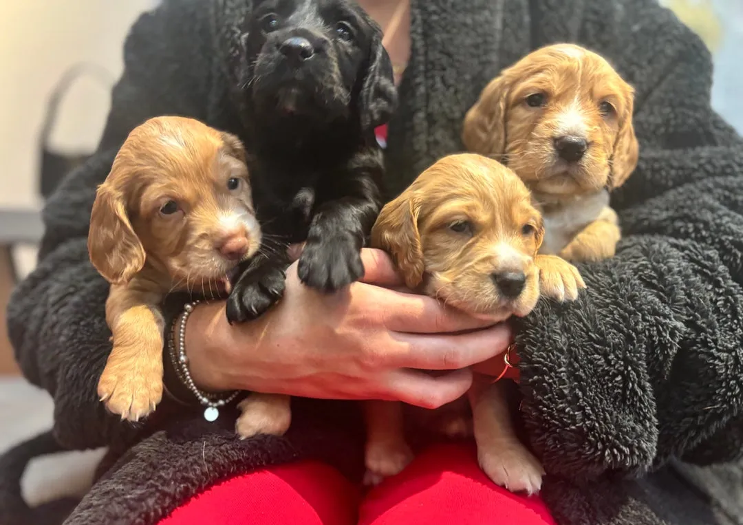 Engleski koker španijel na prodaju, Inostranstvo (2)