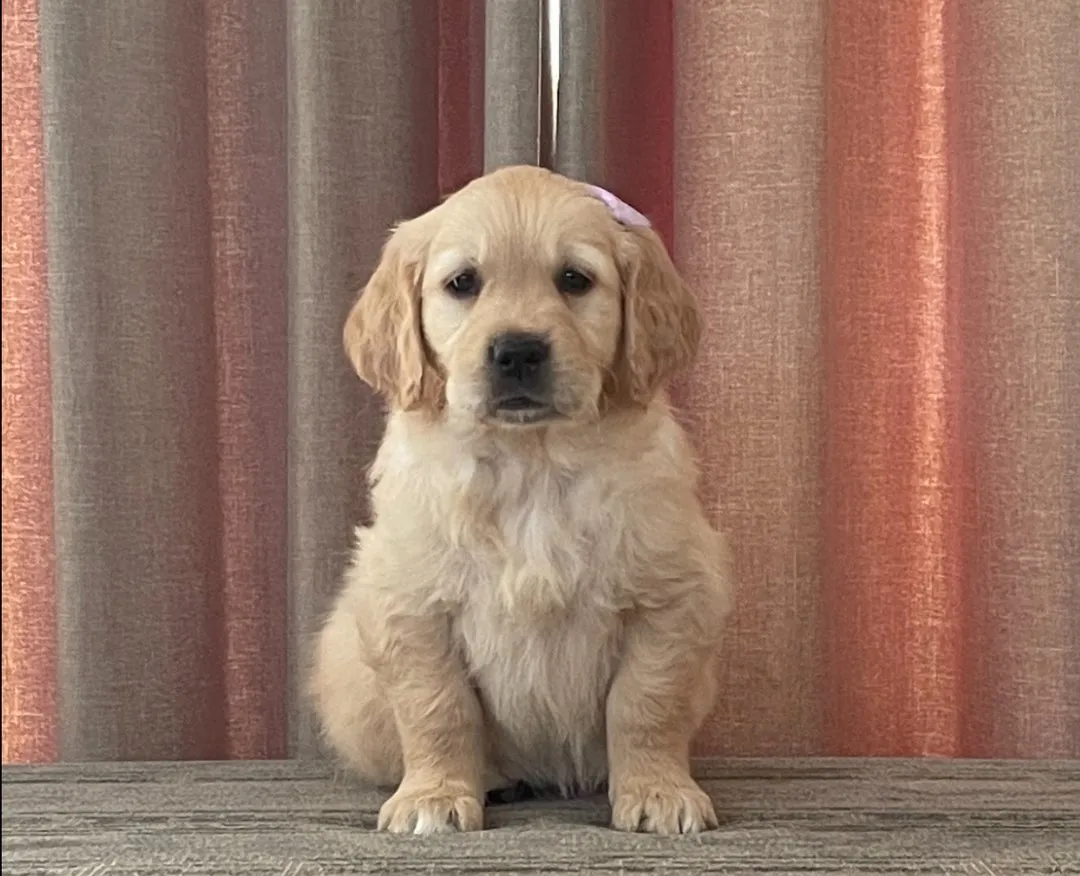 Zlatni retriver na prodaju, Kopaonik (3)