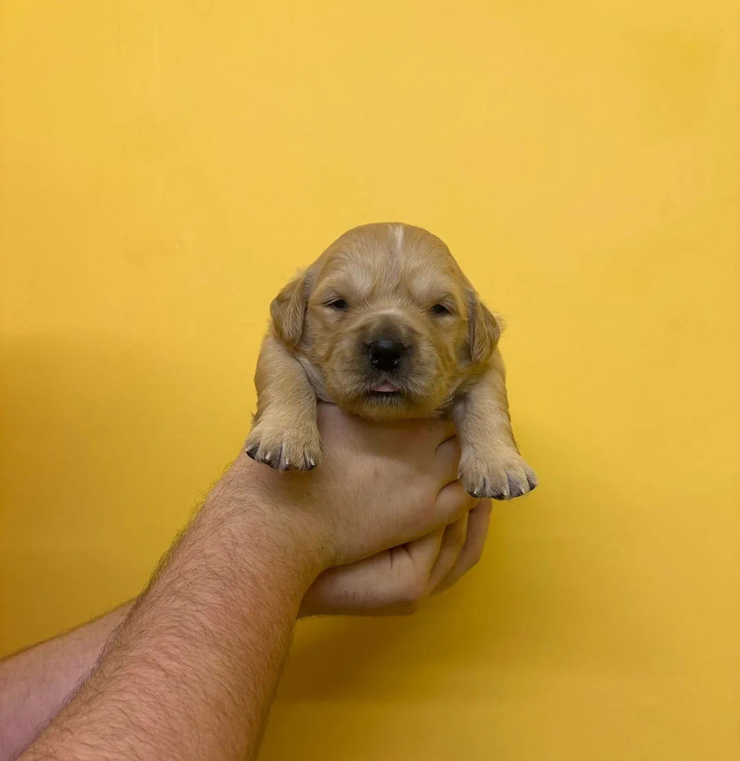 Zlatni retriver na prodaju, Kopaonik (2)