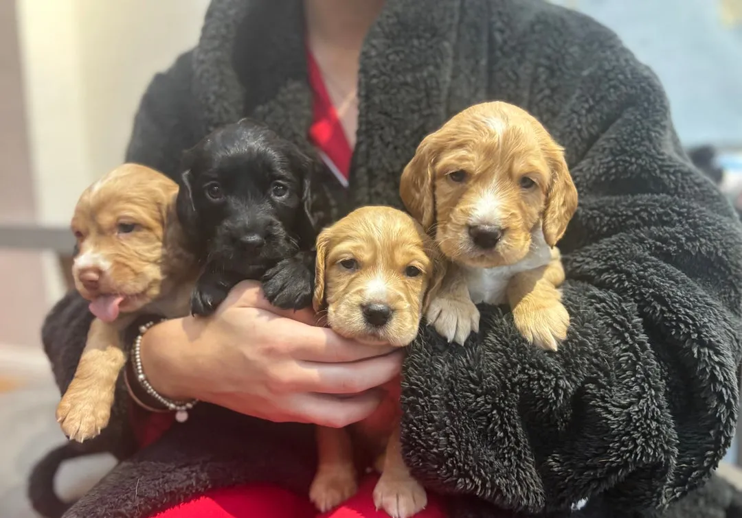 Engleski koker španijel na prodaju, Inostranstvo