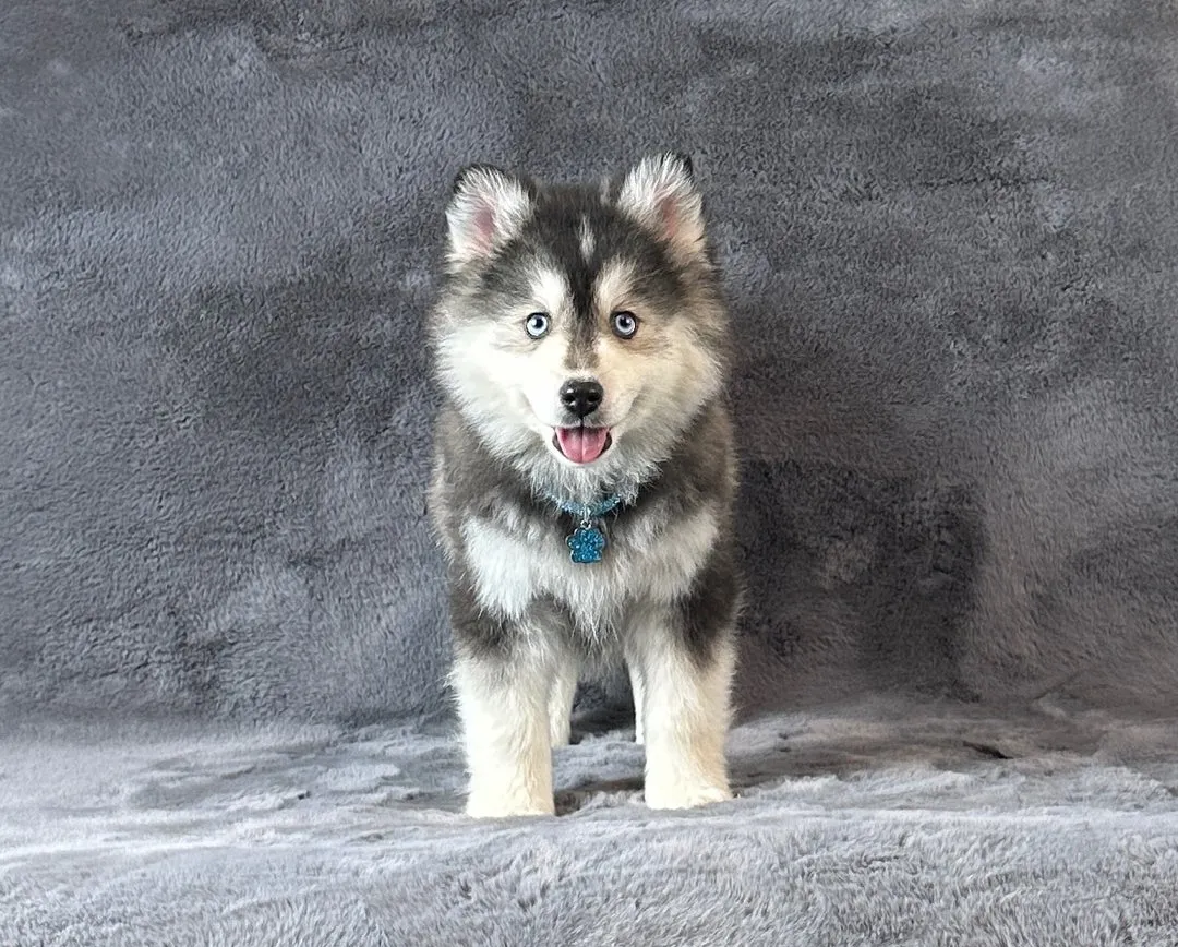 Sibirski haski na prodaju, Kuršumlija