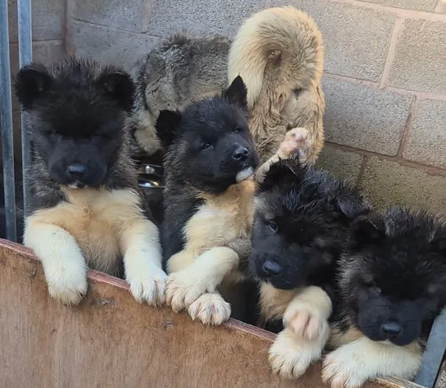 Akita na prodaju, Kovin