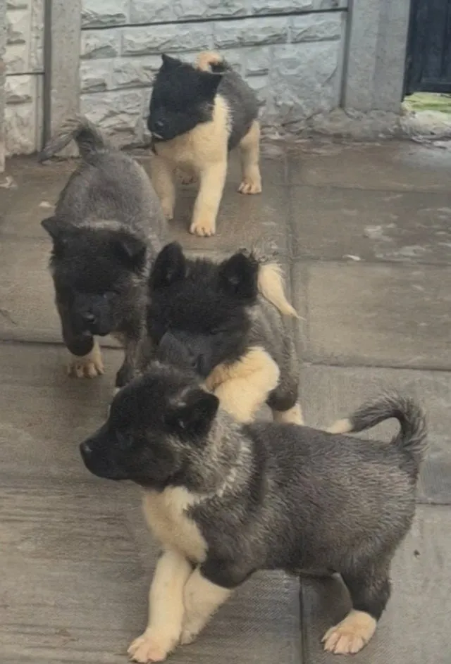 Akita na prodaju, Kovin (2)