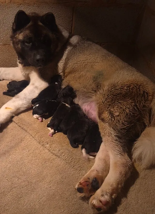 Akita na prodaju, Kovin (3)