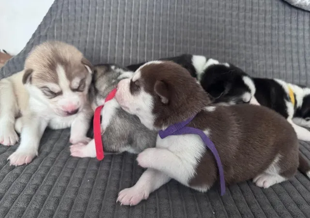 Sibirski haski na prodaju, Babušnica