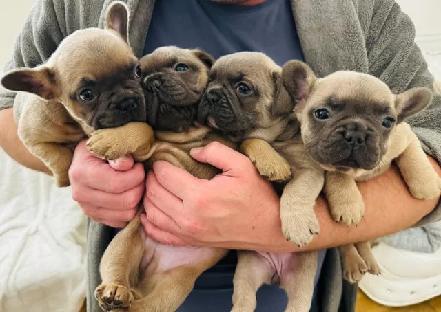 Francuski buldog na prodaju, Lebane