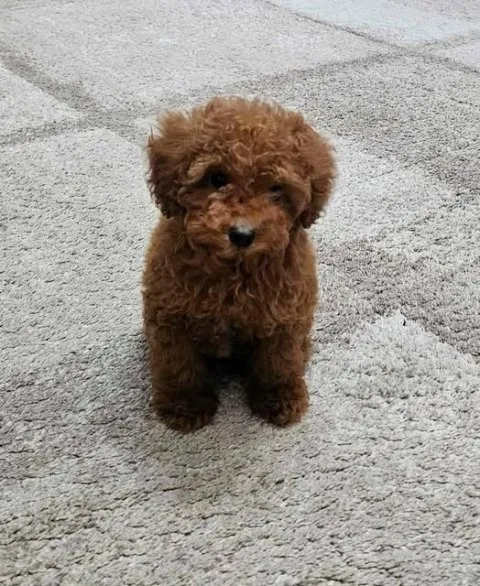 Pudla (patuljasta) na prodaju, Zrenjanin (3)