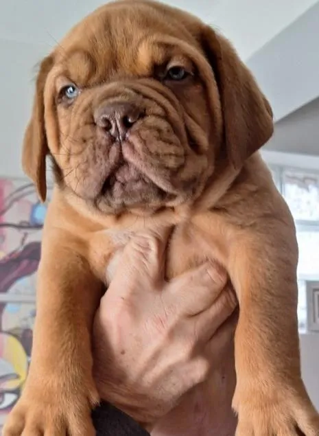 Bordoška doga na prodaju, Kragujevac (4)