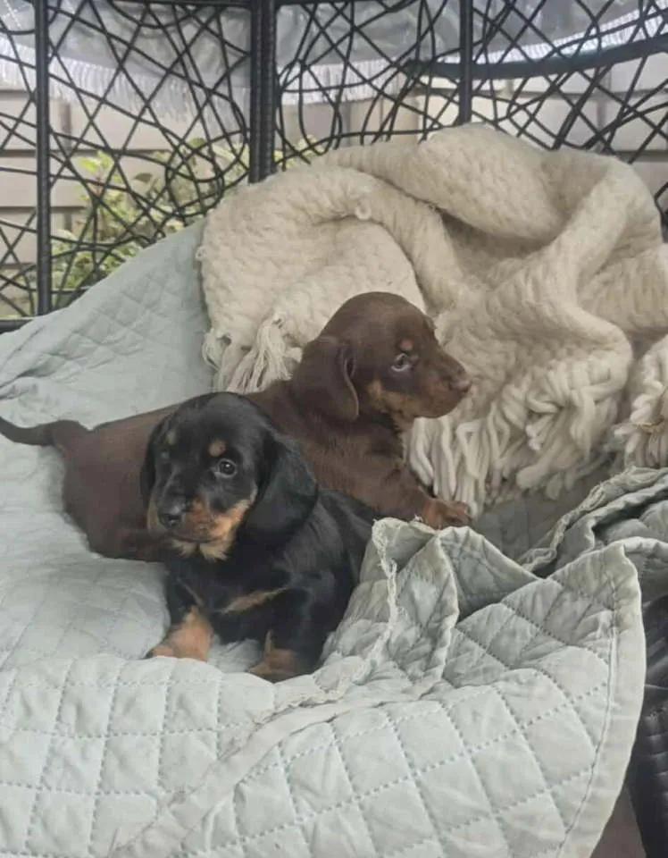 Jazavičar na prodaju, Beograd