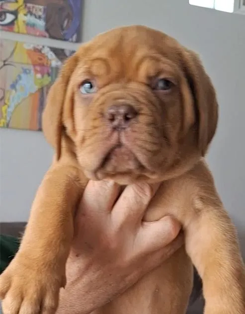 Bordoška doga na prodaju, Kragujevac (2)