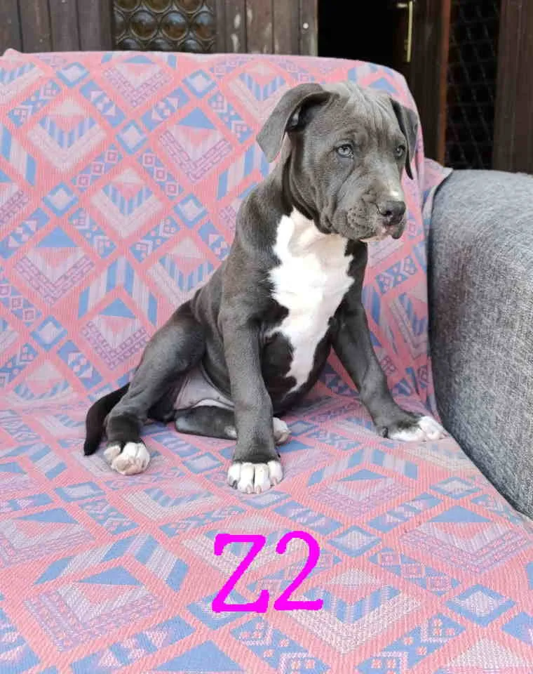 Bul terijer na prodaju, Vrnjačka Banja (5)