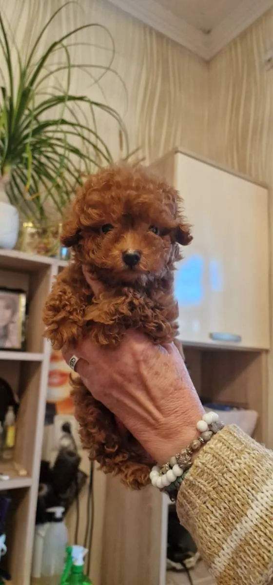 Pudla (patuljasta) na prodaju, Novi Sad (5)