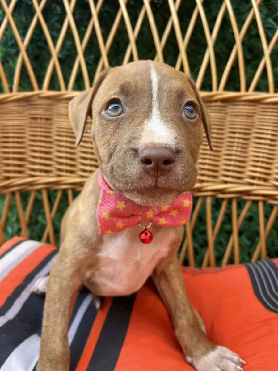 Ostalo na prodaju, Novi Sad (3)