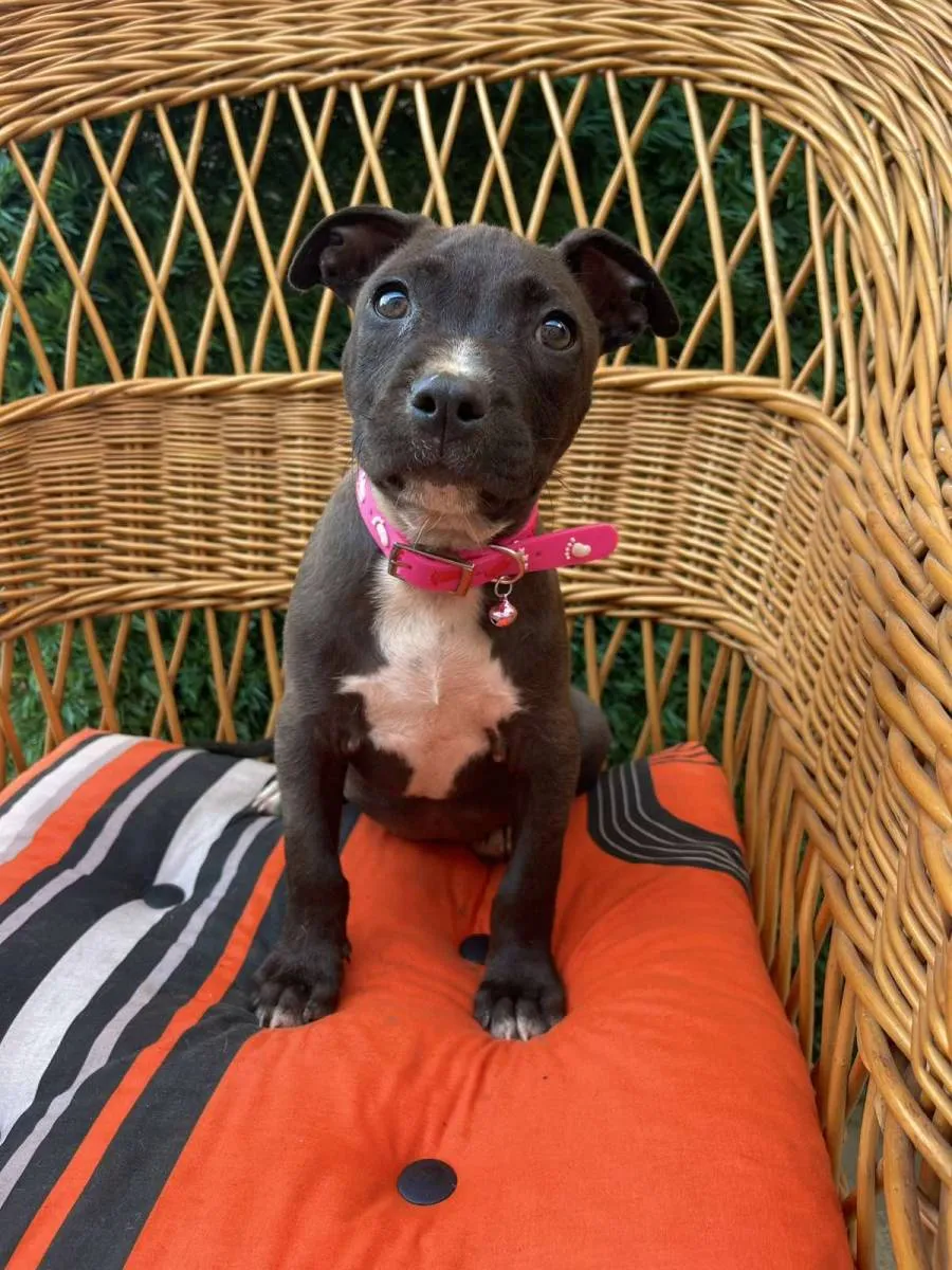 Ostalo na prodaju, Novi Sad (4)