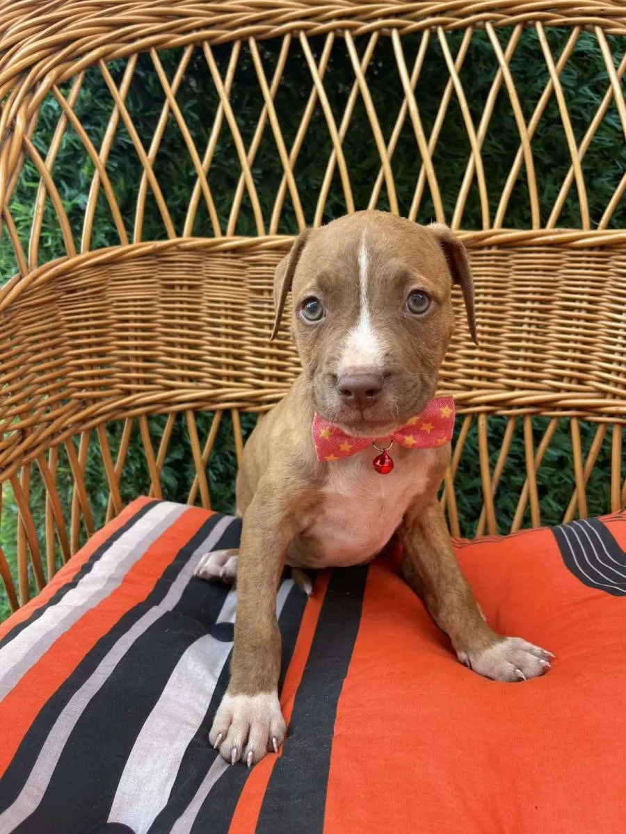 Ostalo na prodaju, Novi Sad (2)