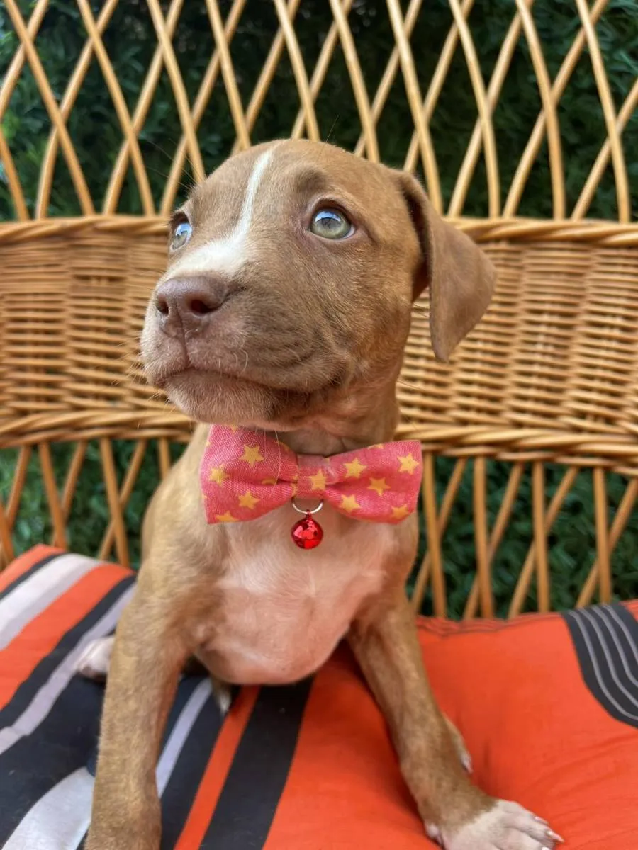 Ostalo na prodaju, Novi Sad (5)